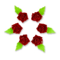 Azalia bordo 6szt