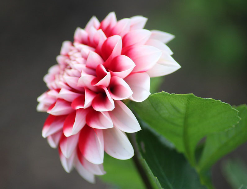 dalia dalia