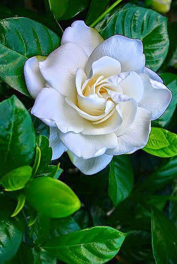 gardenia gardenia