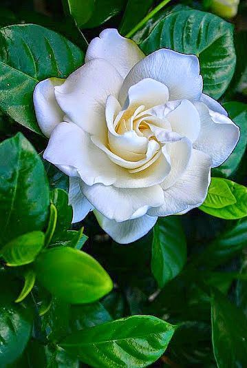 gardenia