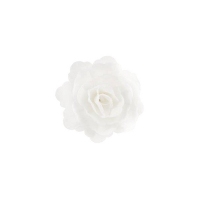 Róża chińska duża biała 15 szt.