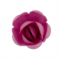 Róża angielska pączek amarantowa 60 szt.