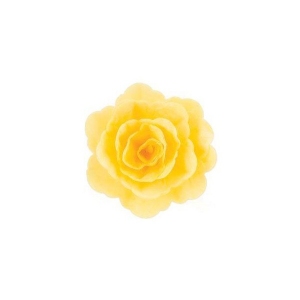 Róża chińska duża żółta 15 szt.