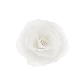 Róża chińska mała biała 35 szt.