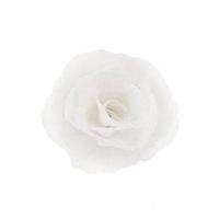 Róża chińska mała biała 35 szt.