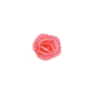 Róża chińska mała różowa 35 szt.