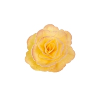 Róża chińska średnia Herbaciana cieniowana 18szt.